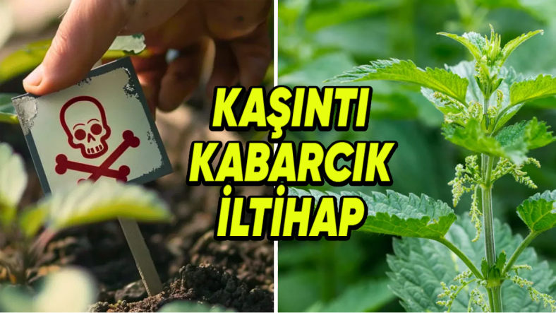 Dokunmak Şöyle Dursun Yanına Yaklaşmaktan Bile Korkacağınız Dünyanın En Tehlikeli 5 Bitkisi Dokunmak Şöyle Dursun Yanına Yaklaşmaktan Bile Korkacağınız Dünyanın En Tehlikeli 5 Bitkisi
