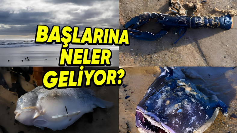 Denizlerde ve Okyanuslarda Yaşayan Canlılara Öldüklerinde Neler Oluyor? Hayır, Öylece Dibe Batmıyorlar!