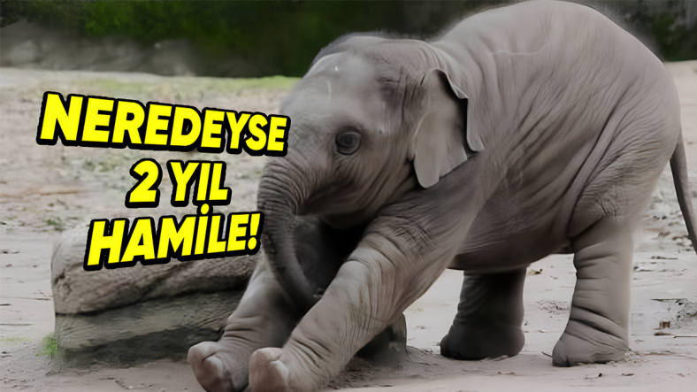En Uzun Gebelik Süresine Sahip 5 Hayvan: Bir Tanesininki Neredeyse 2 Yıl Sürüyor!
