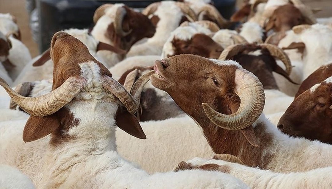 Kurban kesim vakti ne zaman başlar ve biter? Kimler kurban kesmekle yükümlüdür? Kurban kesim vakti ne zaman başlar ve biter? Kimler kurban kesmekle yükümlüdür?
