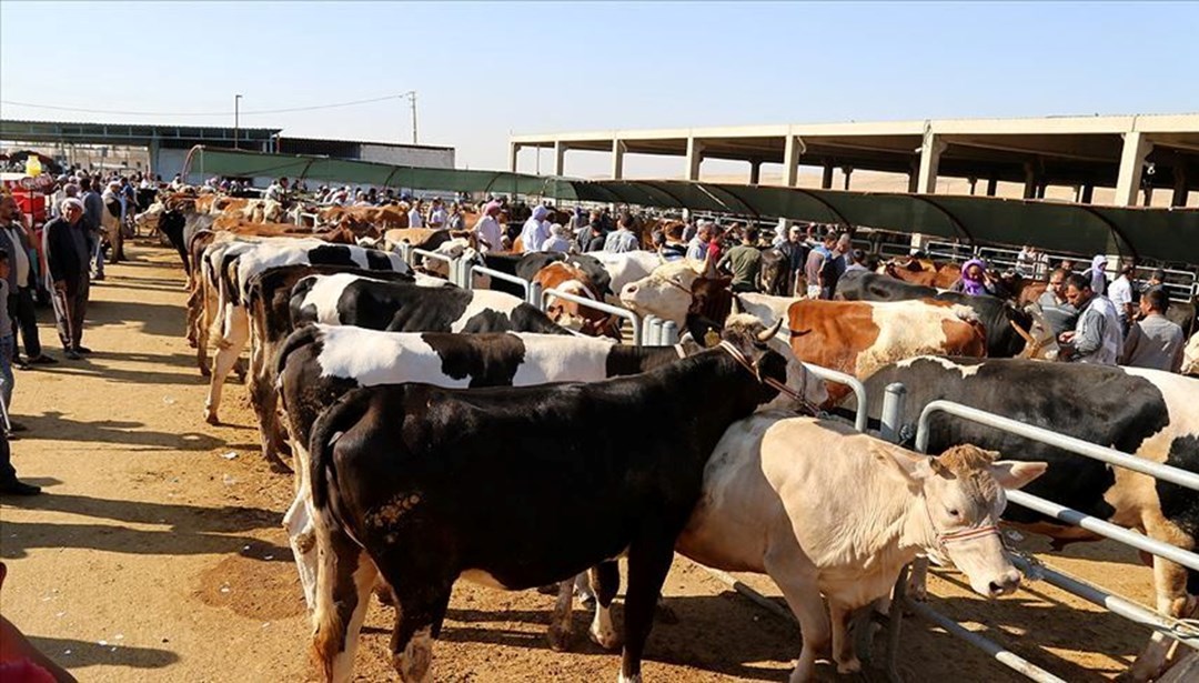 Kurban ne zaman kesilir, kurban kesimi hangi gün biter? (Diyanet’e göre kurban kesim vakitleri) Kurban ne zaman kesilir, kurban kesimi hangi gün biter? (Diyanet’e göre kurban kesim vakitleri)