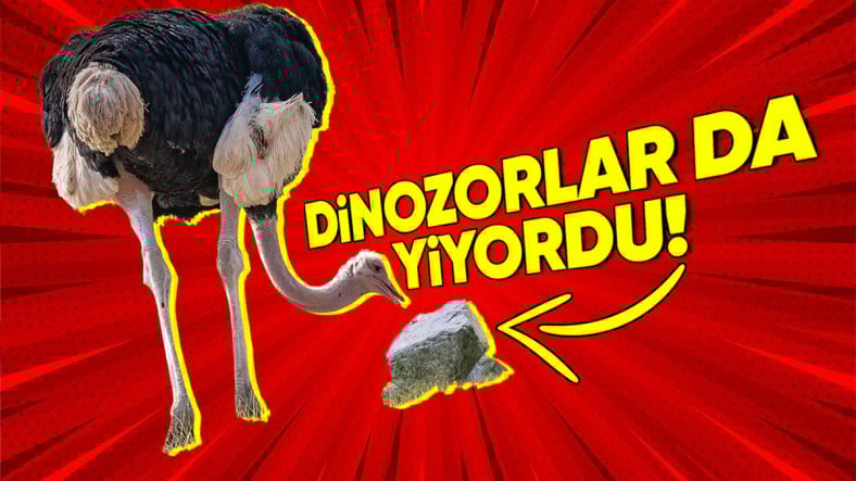 Deve Kuşlarının Çerez Yer Gibi ‘Taş Yemesinin’ Onlar İçin Hayati Olan Sebebi