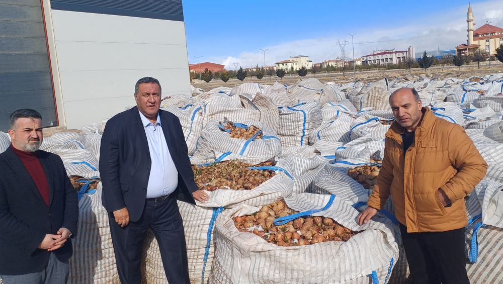 Tonlarca soğan hayvan yemi oldu Tonlarca soğan hayvan yemi oldu