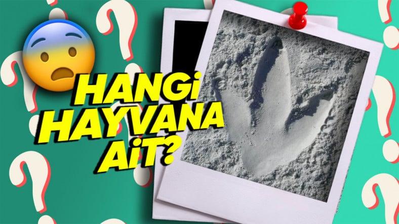 İnsanlar Bu Devasa Ayak İzinin Hangi Hayvana Ait Olduğunu Neden 40 Yıl Boyunca Çözemedi? (Aklınıza Bile Gelmez) İnsanlar Bu Devasa Ayak İzinin Hangi Hayvana Ait Olduğunu Neden 40 Yıl Boyunca Çözemedi? (Aklınıza Bile Gelmez)