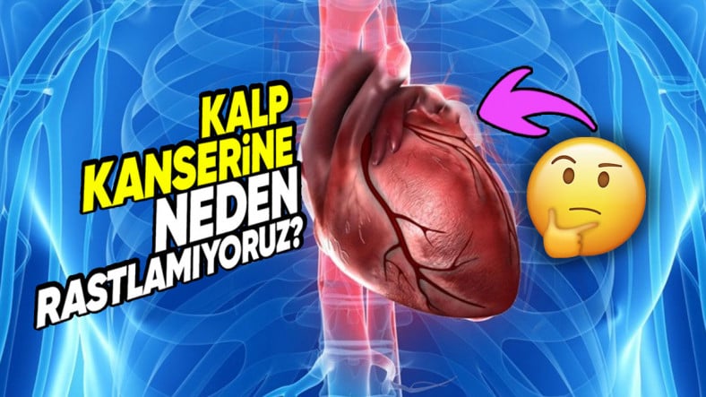 Her Organın Kanseri Varken Neden Neredeyse Hiç “Kalp Kanseri”ne Rastlamıyoruz? Her Organın Kanseri Varken Neden Neredeyse Hiç “Kalp Kanseri”ne Rastlamıyoruz?
