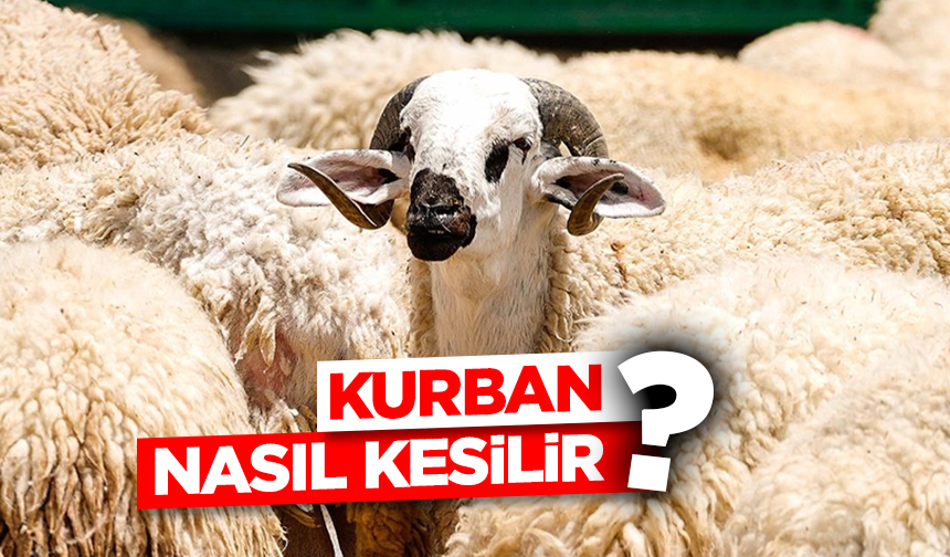 Kurban nasıl kesilir? Kurban nasıl kesilir?