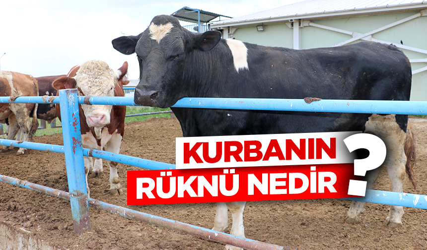 Kurbanın rüknü nedir? Kurbanın rüknü nedir?