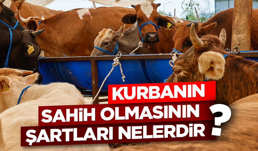 Kurbanın sahih olmasının şartları nelerdir?