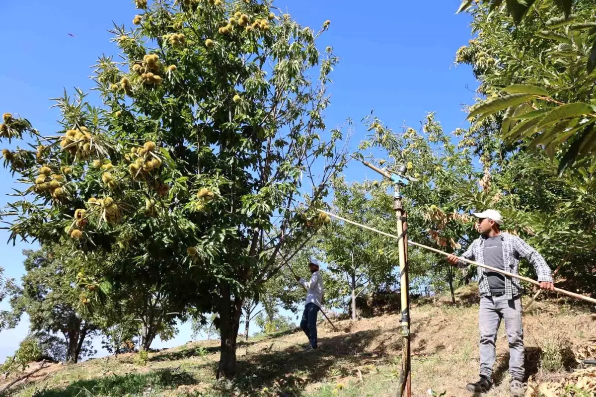 Aydın’da Kestane Hasadı İçin Yevmiye Ücretleri Belirlendi