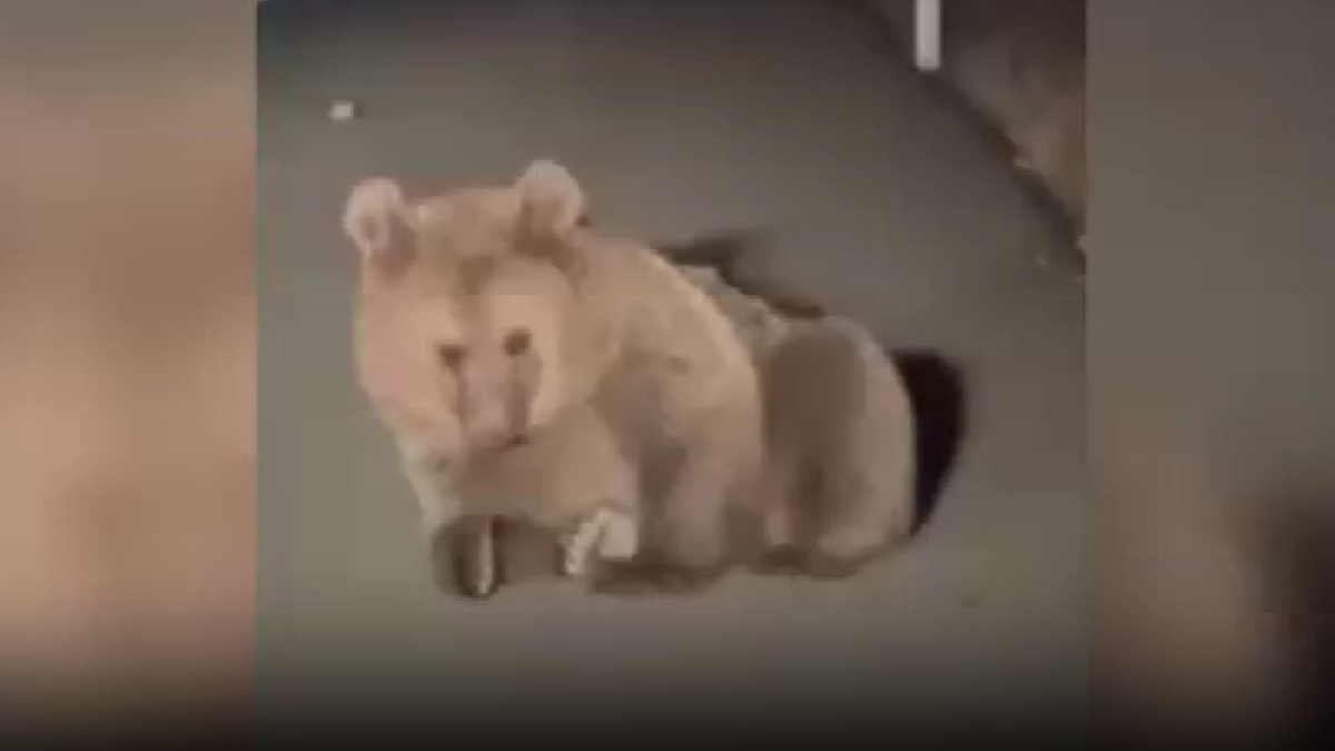 Kars’ta yaralı bozayı tedavi altına alındı